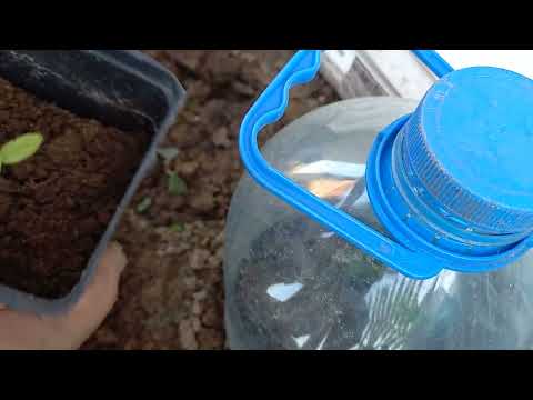 Видео: #черенки#барбариса#гортензии