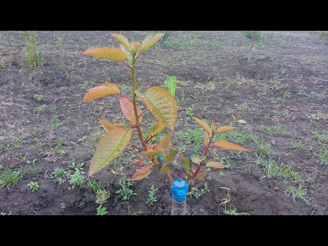 Видео: Щеплення черешні на вишню влітку + Результат. Sweet cherry grafting