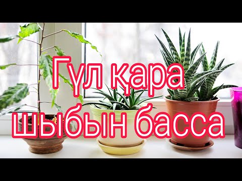 Видео: Гүліңіз қара шыбын басса. Гүлдегі шіркейді жою. Гүлдер әлемі