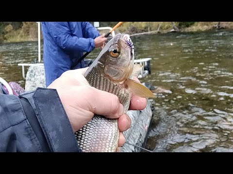 Видео: река УС. 9 сентября 2025 года. Выбрались на денёк порыбачить... #fishing #ловляхариуса