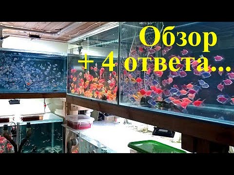 Видео: 4 Ответа на вопросы + Обзор аквариумных рыбок