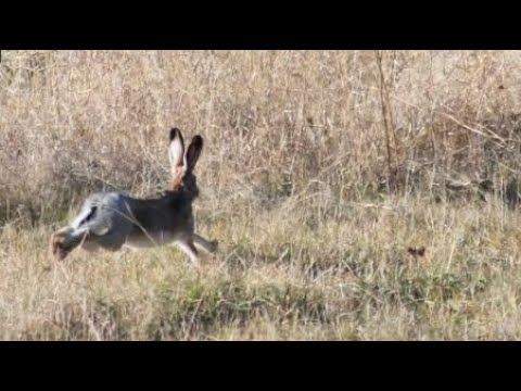 Видео: Ох и ходовой заяц попался!