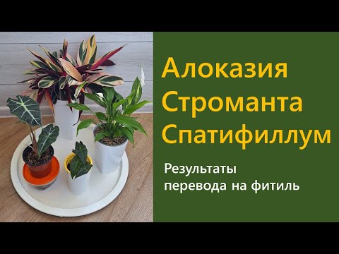 Видео: АЛОКАЗИЯ, СТРОМАНТА, СПАТИФИЛЛУМ: результаты пересадки на фитиль