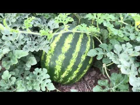 Видео: Арбуз Ау Продюсер ПОЛО от компании Agrocrops.kz