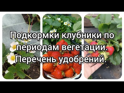 Видео: Подкормки клубники по периодам вегетации