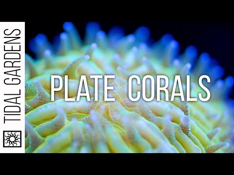 Видео: Советы по уходу за пластинчатыми кораллами - Fungia, Cycloseris, Diaseris, Lithophyllon и т. д.