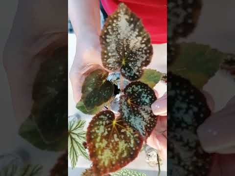 Видео: Бегонии.Новое увлечение в кайф. Распаковка посылки.