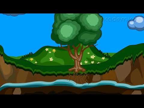 Видео: Хранене на растенията - Човекът и природата 4 клас | academico