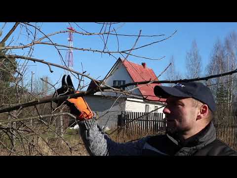 Видео: обрезка яблонь омолаживающая