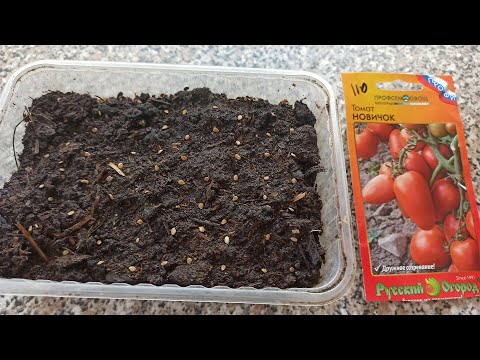 Видео: Замачивание семян томатов перед посадкой в Цитовите