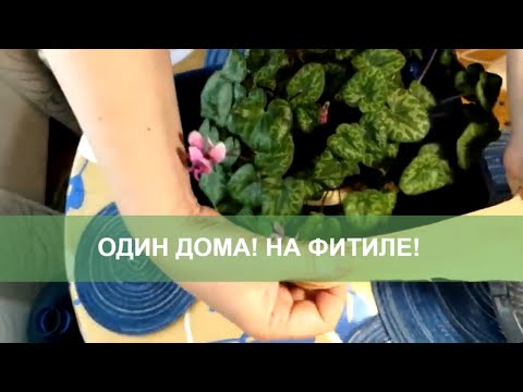 Видео: Способ 4. Как оставить цветы на время отъезда. Фитильный полив