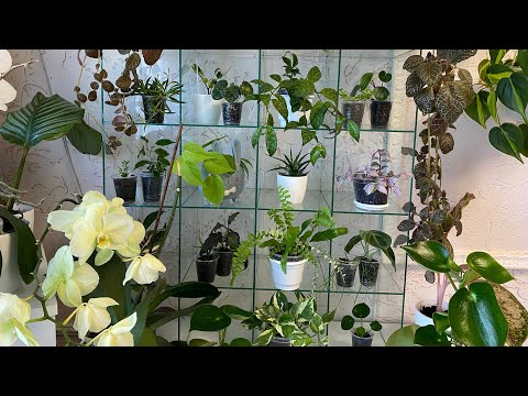 Видео: Комнатные цветы.обзор цветов в „конфетнице "