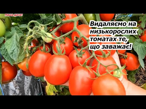 Видео: Формирование низкорослых томатов – как и для чего мы это делаем.