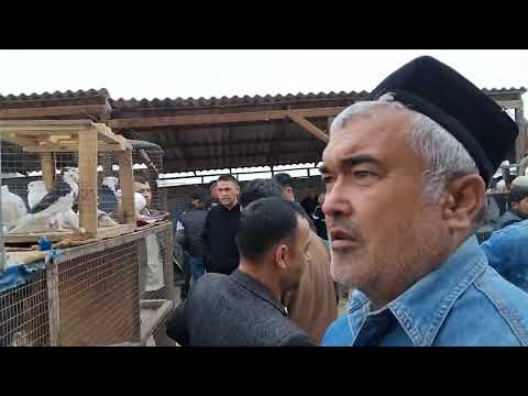 Видео: Асака кабутар бозори 03 10 2025