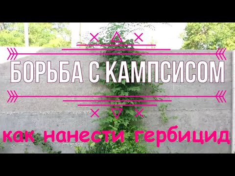 Видео: Кампсис, кампсис как уничтожить - 2 способа нанести гербицид, и вновь продолжается БОЙ!