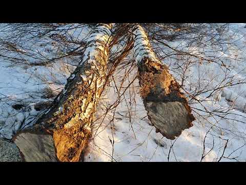Видео: Зима! Очистка полей, состояние озимой пшеницы.
