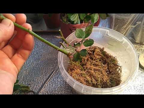 Видео: Черенкование роз во мхе.