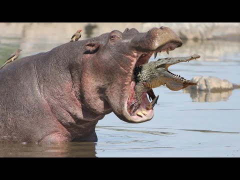 Видео: Лютые драки Бегемотов. Вот почему Бегемот самое опасное животное в Африке.