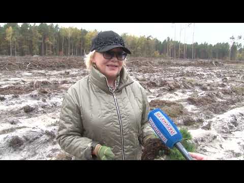 Видео: «Дай лесу новае жыццё». Адвокаты Первого региона приняли участие в посадке леса в Малористком районе