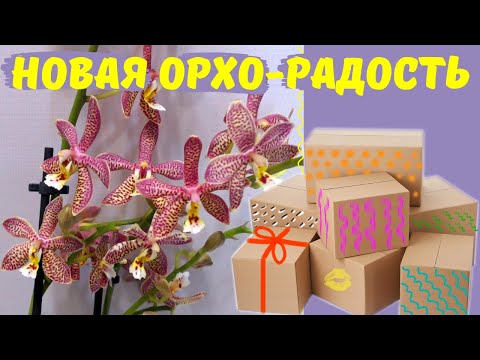 Видео: Новые орхидеи – новая радость! Phal. Spider, Phal. King Car Dalmatiаn