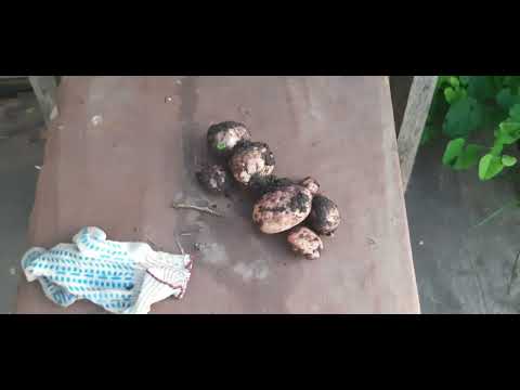 Видео: Не хотела снимать🤔//выкопали лук//убрала цветную капусту//