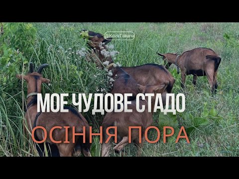 Видео: Будні козовода аматора під час війни