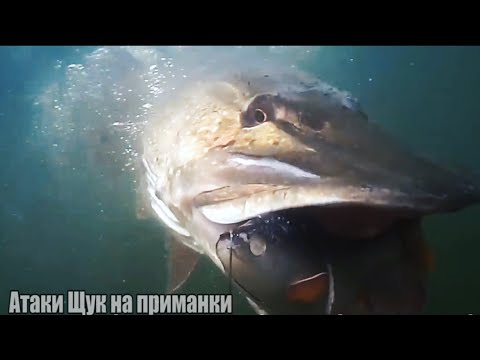 Видео: Рыбалка🎣 Самые ЗРЕЛИЩНЫЕ АТАКИ Больших , Гигантских ЩУК на разные приманки🐟 Подводная съёмка