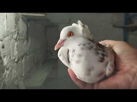 Видео: Голуби. И снова бойные....