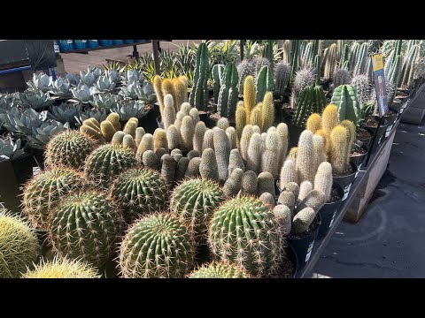 Видео: ШОПИНГ-ТУР ПО КАКТУСАМ И СУККУЛЕНТАМ ОТ LOWE’S В ОКТЯБРЕ #кактус #шопинг #тур