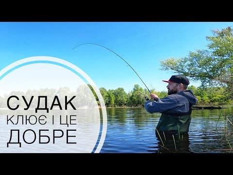 Видео: Хижак активно харчується на Дніпрі.