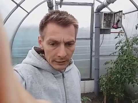 Видео: Рассказ об эффективности  теплицы с продувкой грунта
