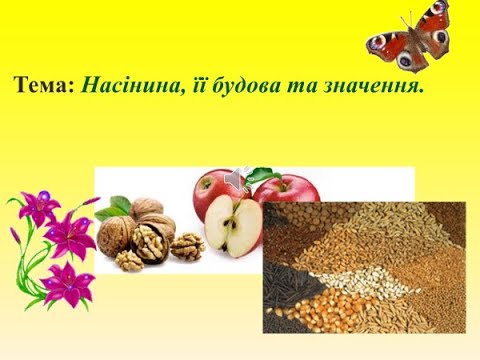 Видео: Насінина
