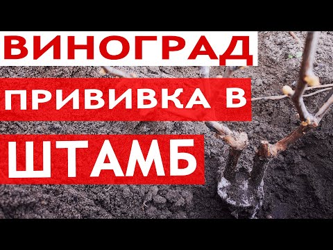 Видео: Прививка винограда в штамб || Сроки, Время Прививки Винограда Весной || Лучший способ прививки