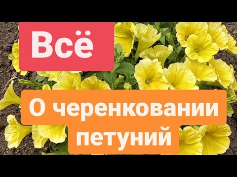 Видео: Черенкование петунии от А до Я.  Всё расскажу и покажу.