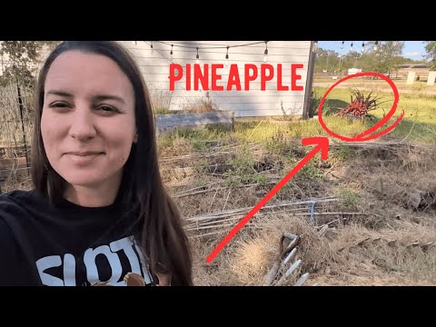 Видео: Осмотр нашего ананаса | Ремонт теплицы