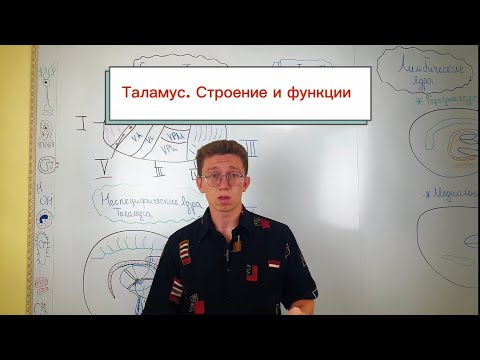 Видео: ТАЛАМУС — дирижер нашего сознания? 🧠 