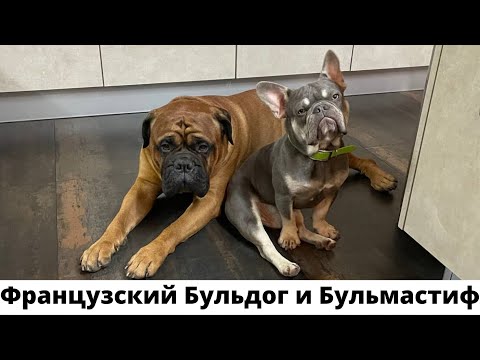 Видео: Французский Бульдог и Бульмастиф/Мы вдохновились на покупку второй собаки.
