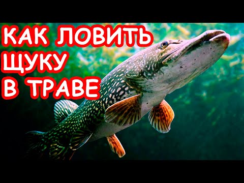 Видео: КАК ЛОВИТЬ ЩУКУ НА БЛЕСНУ. РЫБАЛКА НА ЩУКУ ПО ТРАВЕ. ПРИМАНКИ НА ЩУКУ