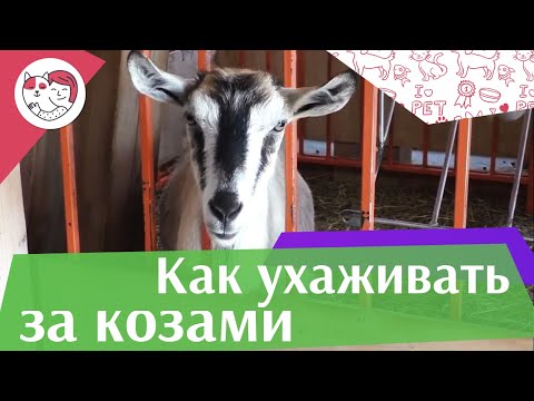 Видео: 4 самых распространенных ошибки при уходе за козами на ilikepet