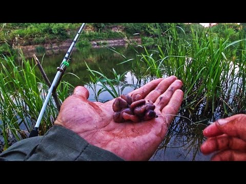 Видео: ЗАЛЕЗ В ДЕБРИ С ПАЛАТКОЙ И ДОНКАМИ! ВЫПОЛЗКИ В ДЕЛЕ!Ночная рыбалка на сома 2023.