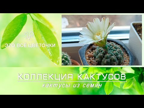 Видео: Коллекция кактусов. Кактусы из семян.