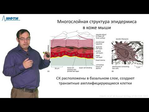 Видео: Лекция 9.2. Стволовые клетки. Трофимов В.В., МФТИ (2021)