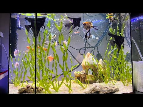 Видео: ПОЧЕМУ СТОИТ ЗАВЕСТИ АКВАРИУМНЫХ РЫБОК 🐠? Плюсы и минусы ! 🐠