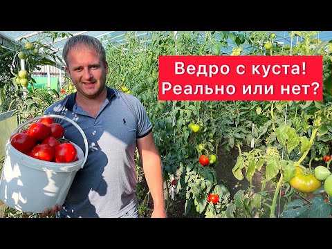 Видео: Ведро с куста! Реально или нет!?