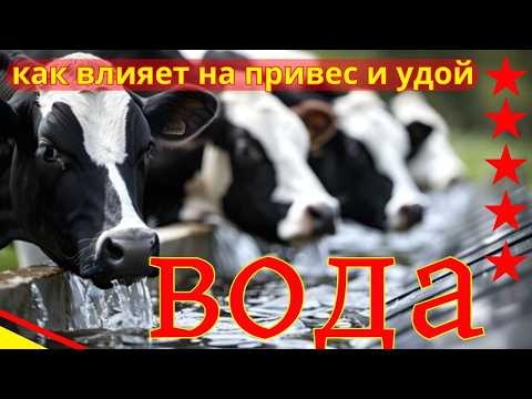 Видео: СЕКРЕТ ВОДЫ ? вода для коров | вода для бычков