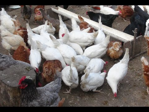 Видео: Черная львинка для кур несушек.