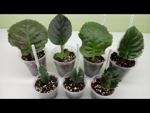 Видео: Почему не получается укоренять листья фиалок?