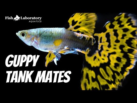 Видео: 16 лучших соседей по аквариуму для гуппи 🐠