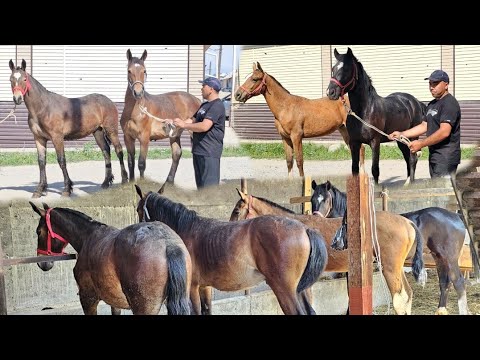 Видео: Чекчейген Тайларды Тандап Ал👍