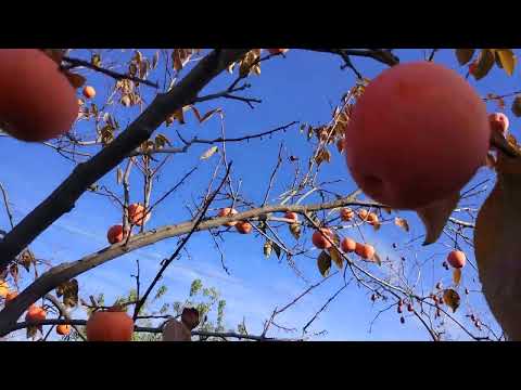 Видео: Хурма 2022 года.